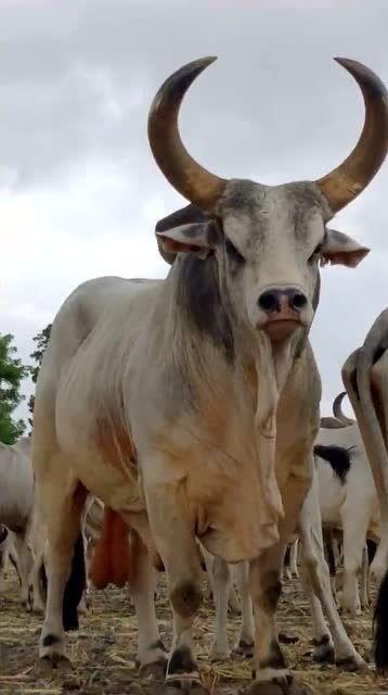 国产在线观看牛碰在线,牛碰在线，畅享视听盛宴